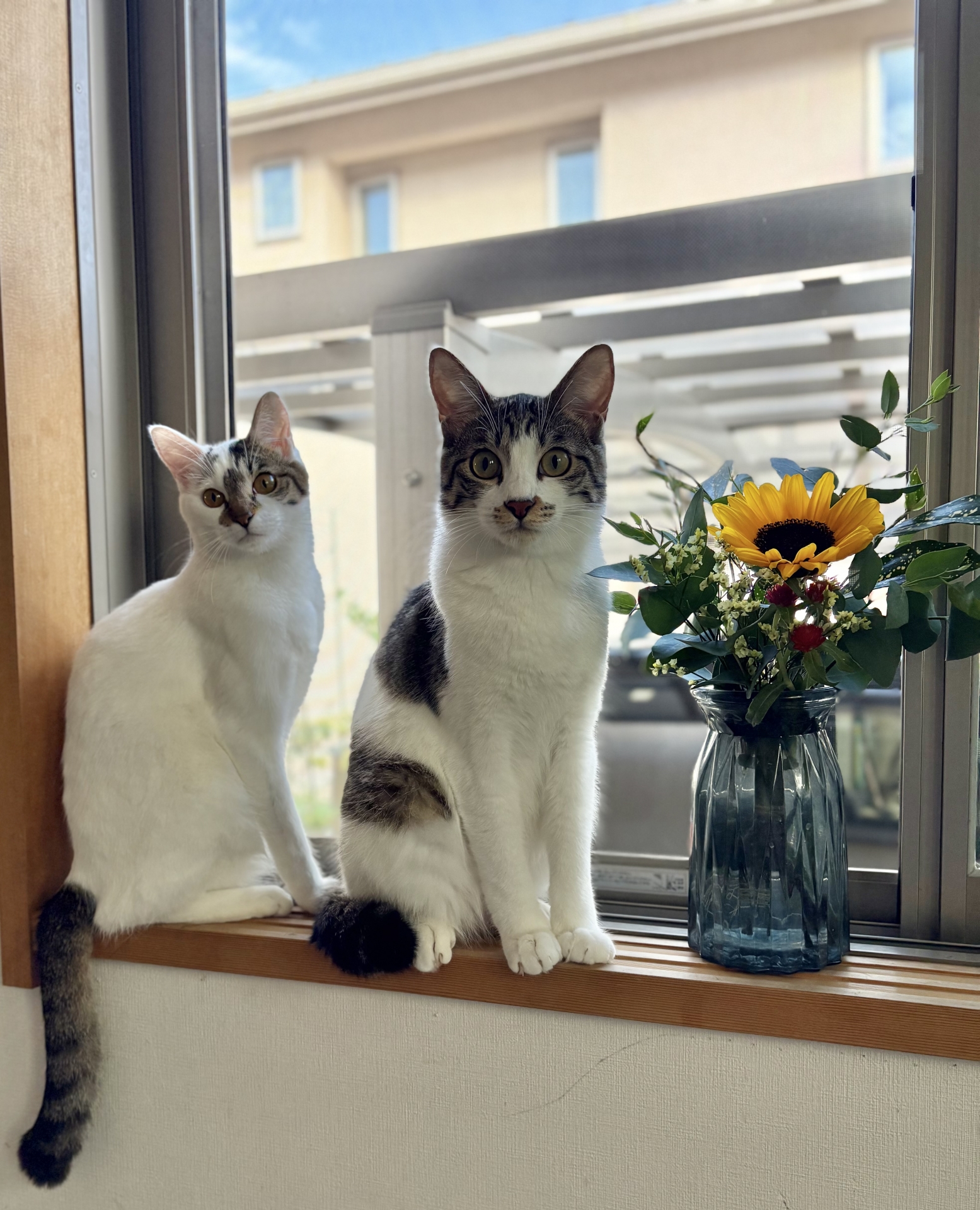 仲良し猫の肖像 - 元の写真