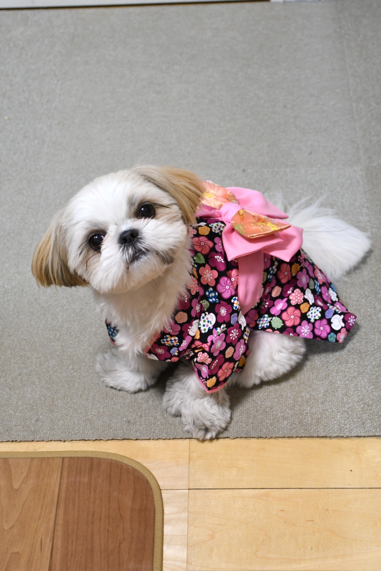 シーズーの肖像 - 元の写真