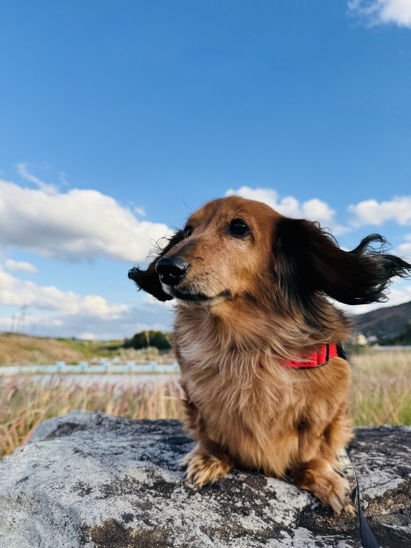 ダックスフンドの肖像 - 元の写真