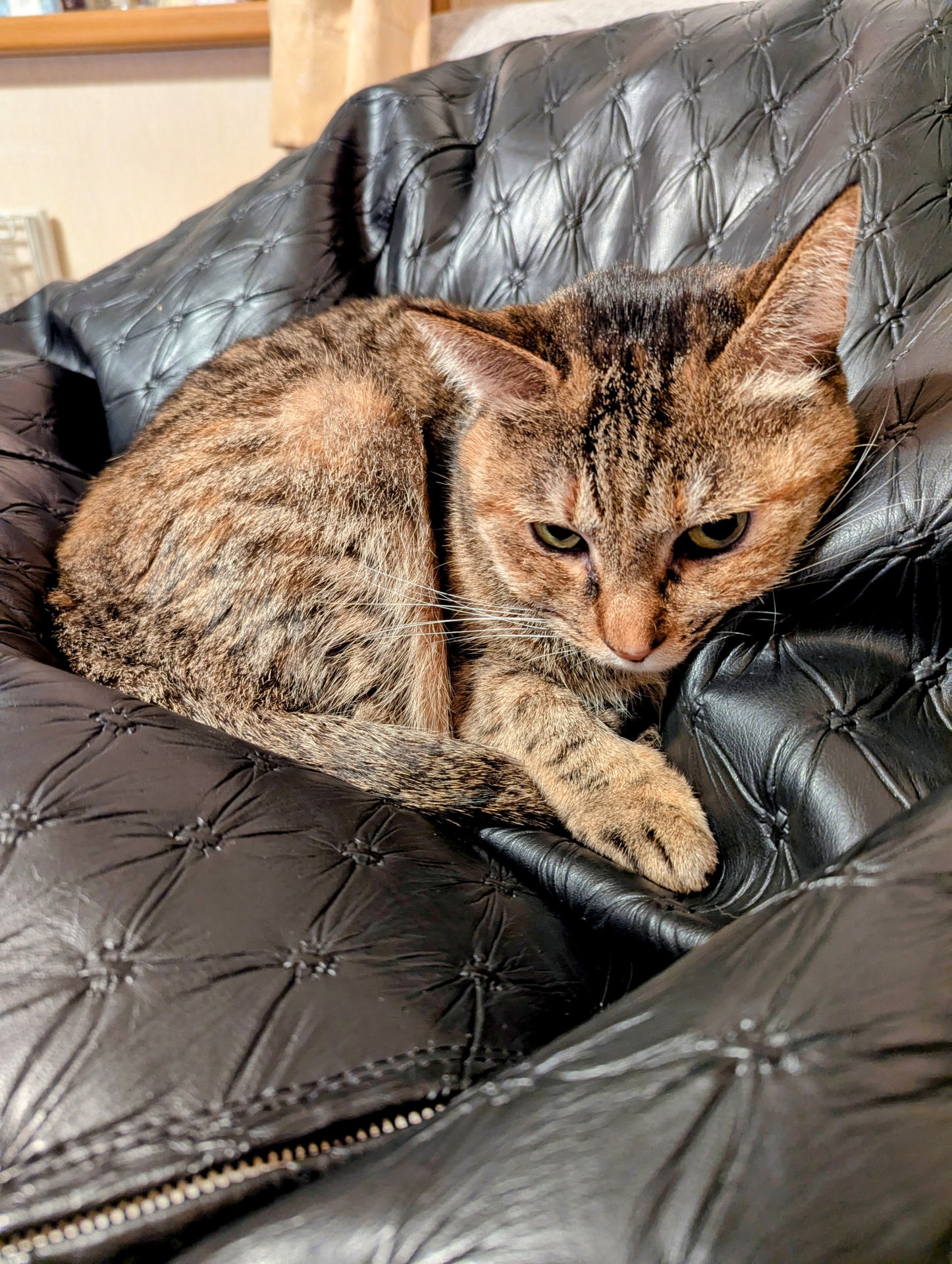 キジトラの肖像 - 元の写真