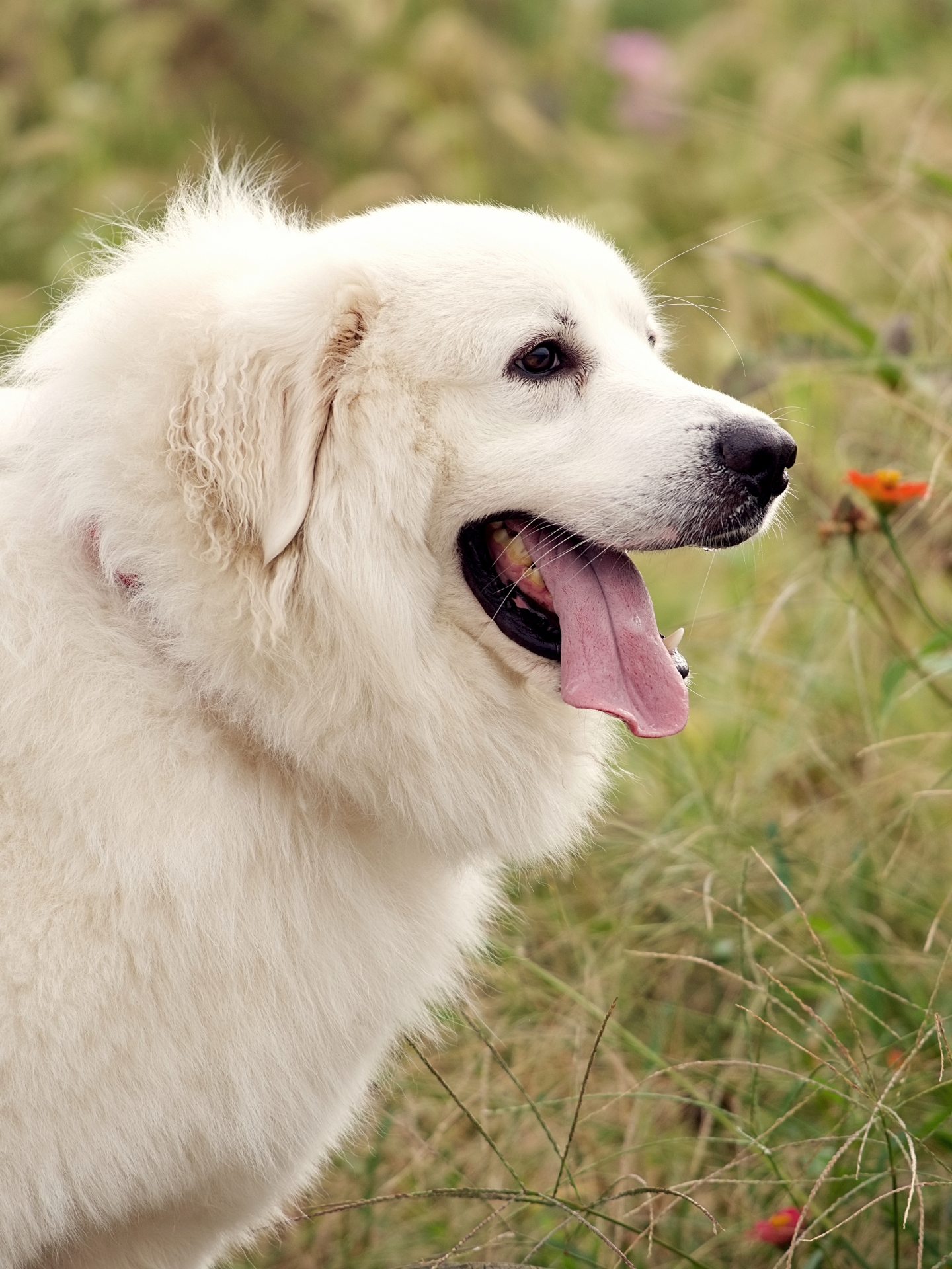 大型犬の肖像 - 元の写真